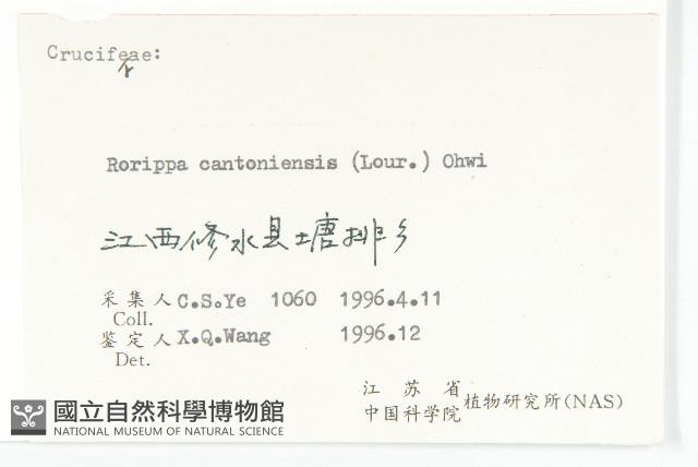 廣東葶藶藏品圖，第3張