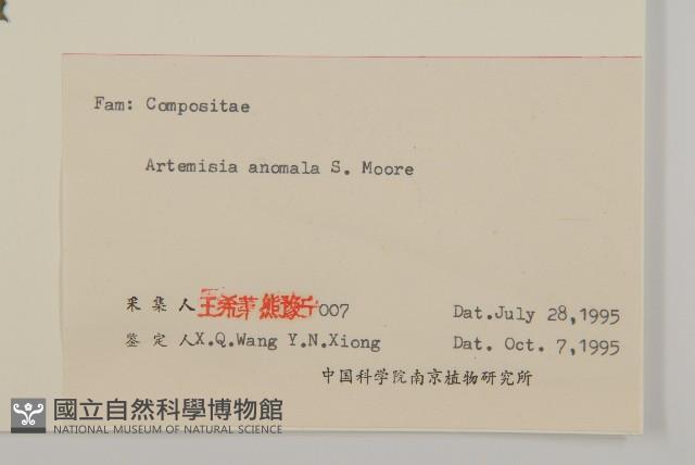 珍珠蒿、奇蒿藏品圖，第3張