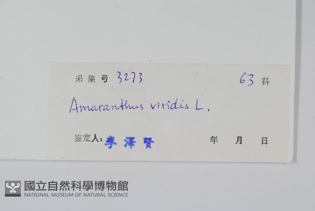 野莧菜藏品圖，第2張