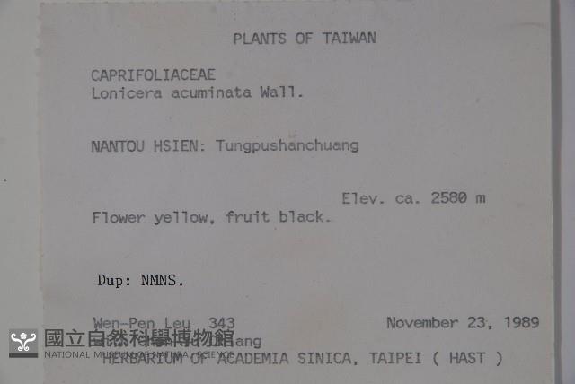 阿里山忍冬、漸尖葉忍冬藏品圖，第2張