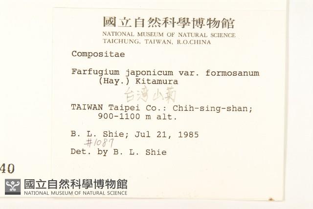 臺灣山菊藏品圖，第2張