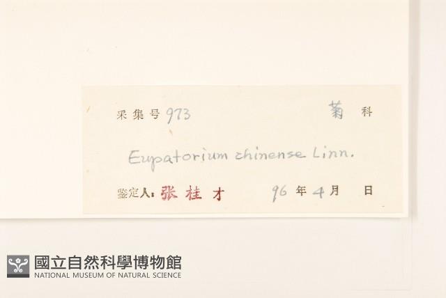 華澤蘭藏品圖，第3張