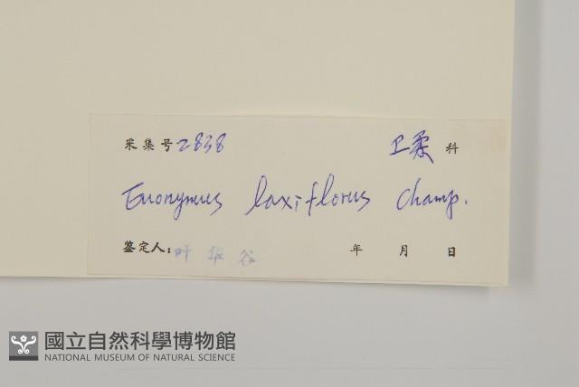 大丁黃藏品圖，第3張