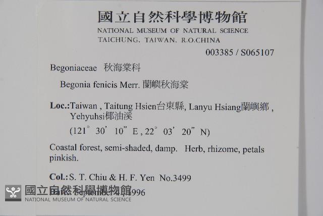 蘭嶼秋海棠藏品圖，第2張