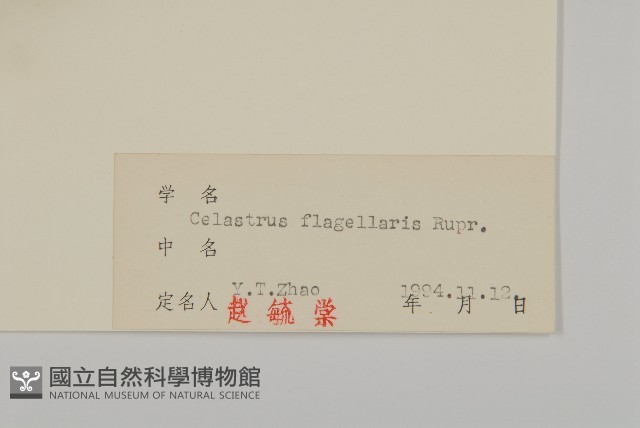 刺苞南蚊藤藏品圖，第3張