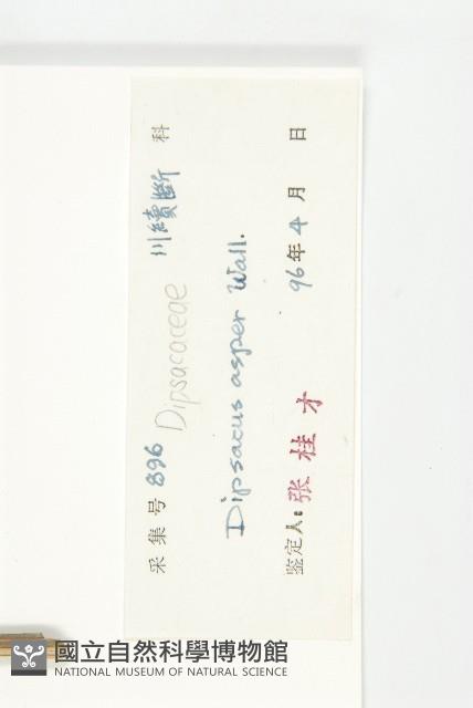 川續斷藏品圖，第3張