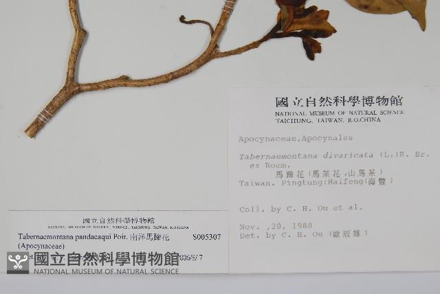 南洋馬蹄花藏品圖，第2張