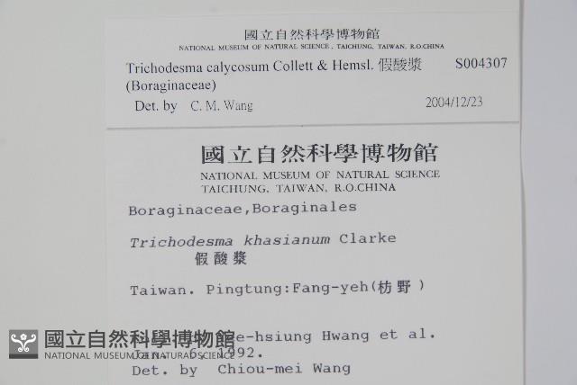 假酸漿藏品圖，第2張