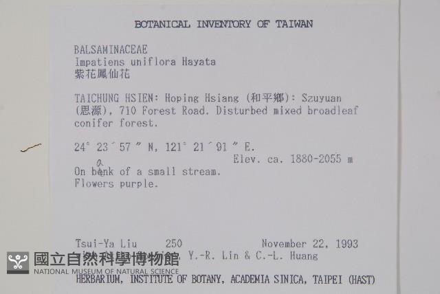 紫花鳳仙花藏品圖，第2張