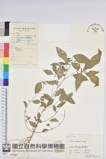 鐵莧菜藏品圖，第3張