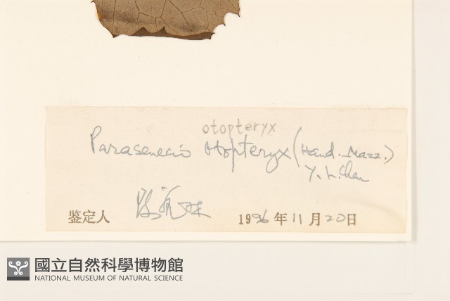 耳翼蟹甲草藏品圖，第3張