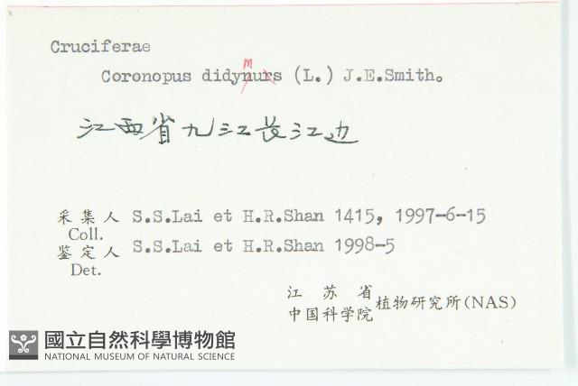 臭濱芥、臭薺藏品圖，第3張