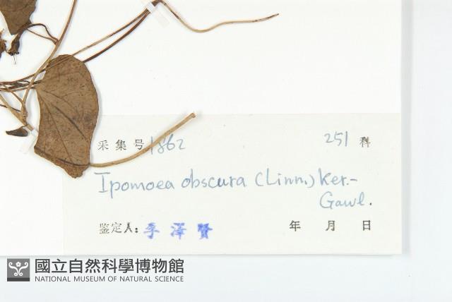 野牽牛藏品圖，第3張