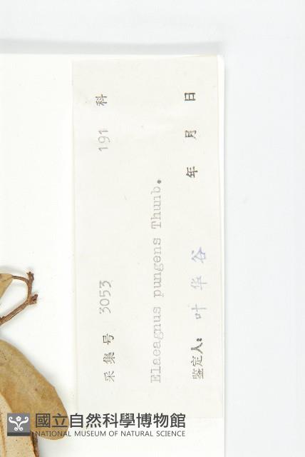 胡頹子藏品圖，第3張