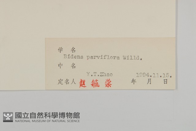 小花鬼針草藏品圖，第3張