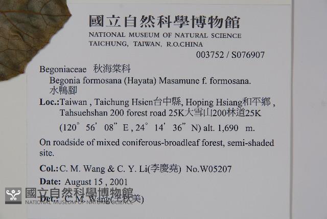 水鴨腳藏品圖，第2張