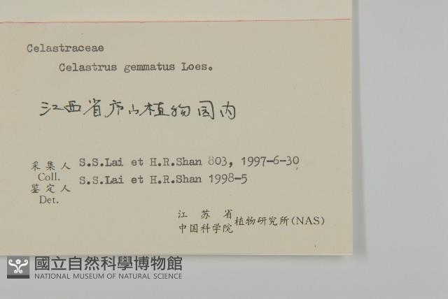 哥蘭葉藏品圖，第3張