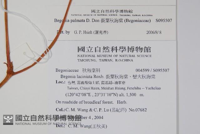 裂葉秋海棠藏品圖，第2張