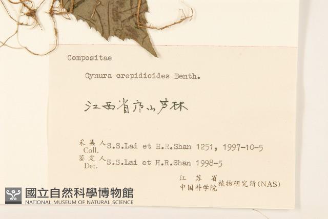 野茼蒿藏品圖，第3張