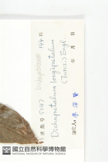 海南毒鼠子藏品圖，第3張