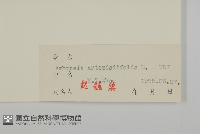 豬草、瘤果菊藏品圖，第3張
