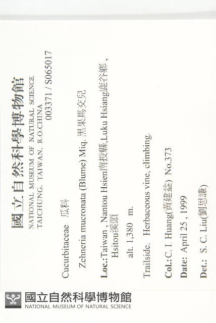 黑果馬交兒藏品圖，第2張