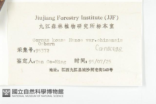 四照花、山荔枝藏品圖，第3張