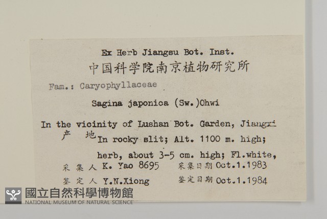 瓜槌草、漆姑草藏品圖，第2張