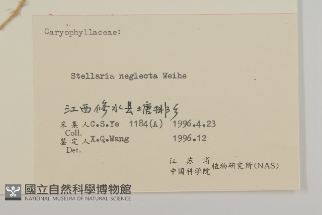 雞腸繁縷藏品圖，第3張