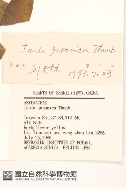 旋覆花藏品圖，第3張