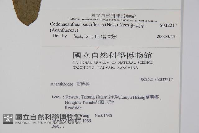 針刺草藏品圖，第2張