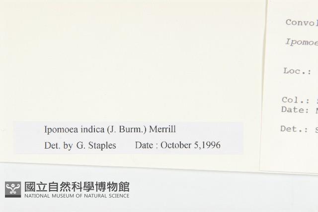 銳葉牽牛藏品圖，第3張