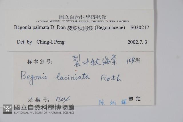 裂葉秋海棠藏品圖，第2張