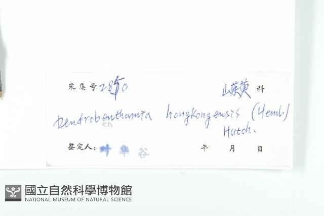 香港四照花藏品圖，第3張