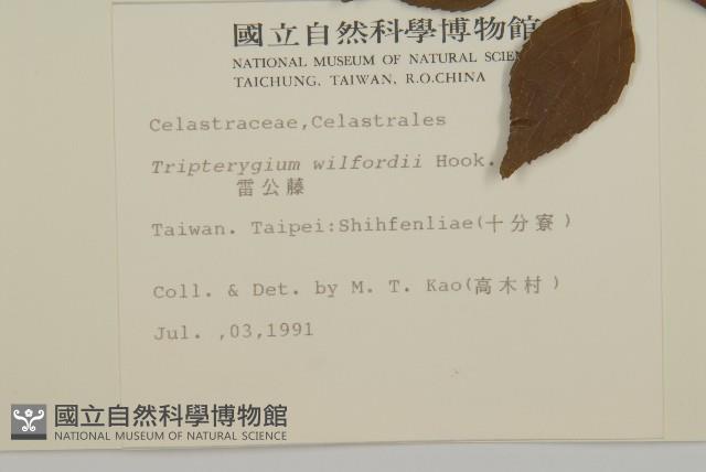 雷公藤藏品圖，第2張