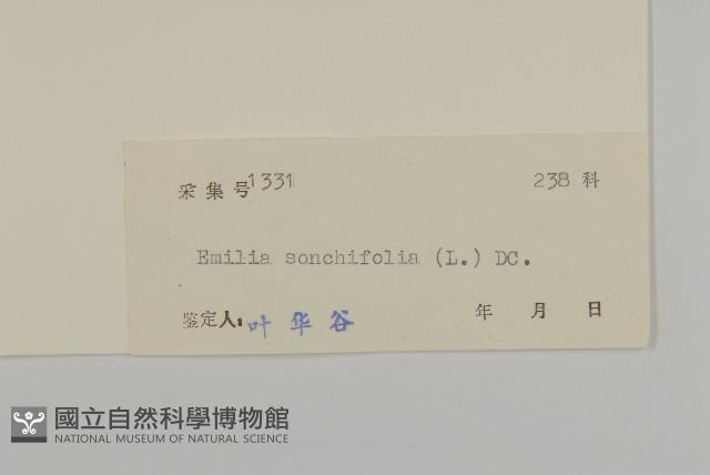 紫背草藏品圖，第3張