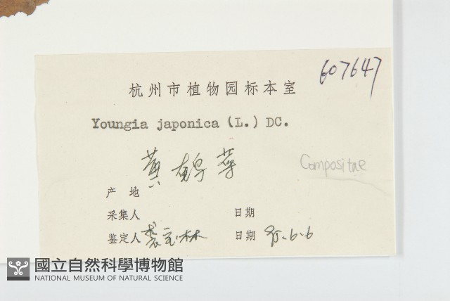 黃鵪菜藏品圖，第3張