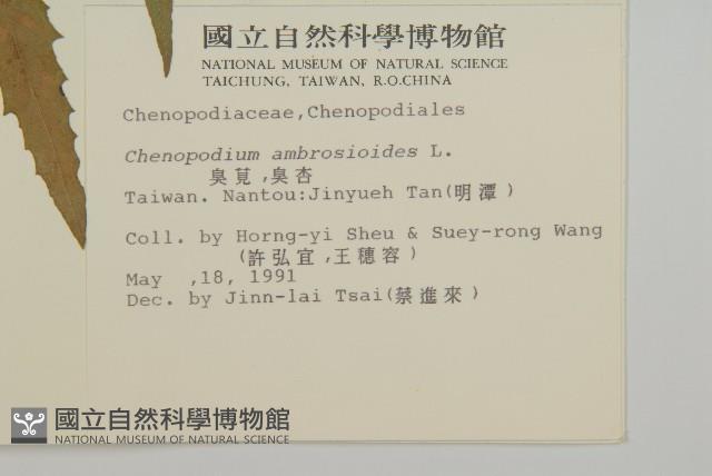 克非亞草藏品圖，第2張