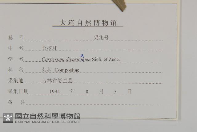 煙管草藏品圖，第3張