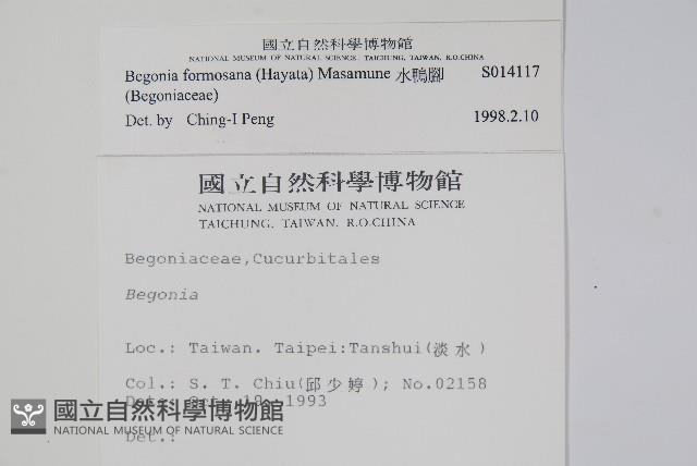 水鴨腳藏品圖，第2張