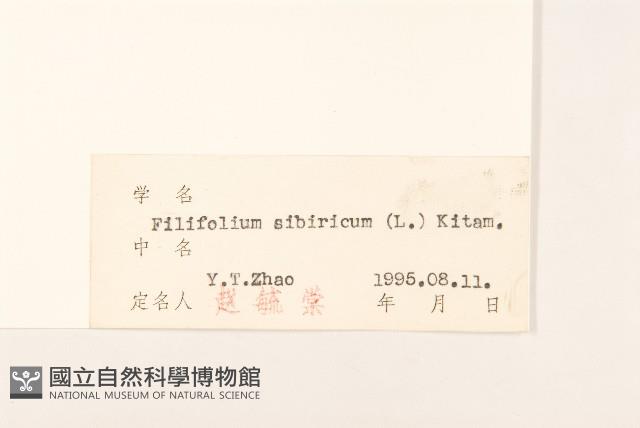 線葉菊藏品圖，第3張