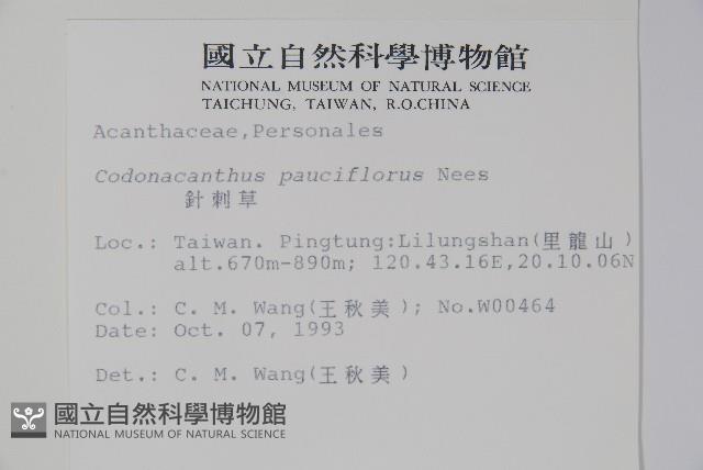 針刺草藏品圖，第2張