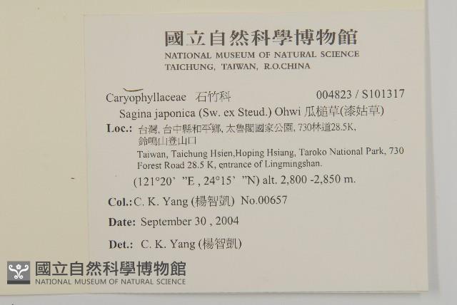 瓜槌草、漆姑草藏品圖，第2張