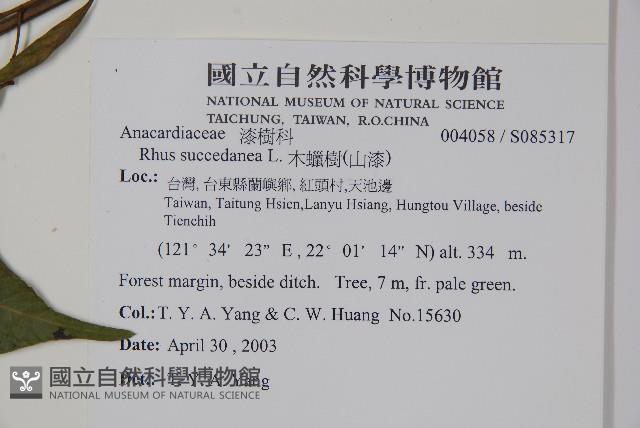 木蠟樹、山漆藏品圖，第2張