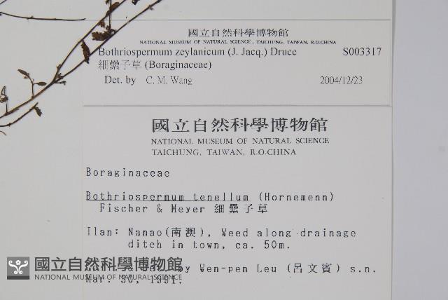 細纍子草藏品圖，第2張