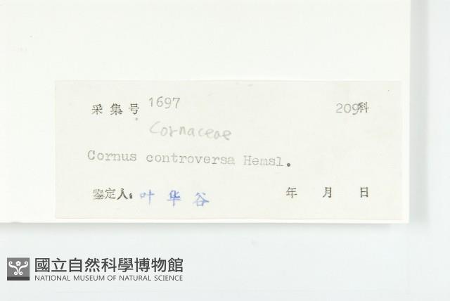 燈臺樹藏品圖，第3張