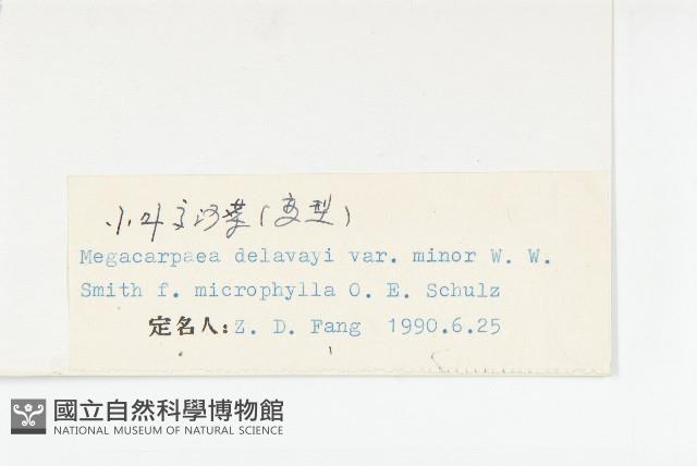 小葉高汨菜藏品圖，第3張