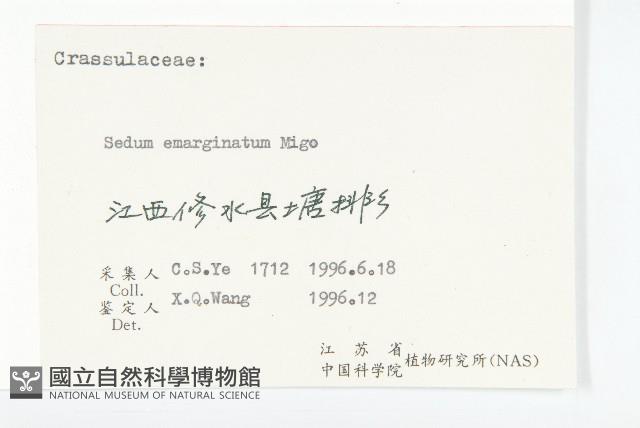 凹葉景天藏品圖，第3張