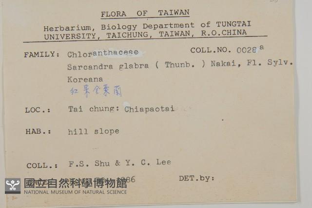 草珊瑚、紅果金粟蘭藏品圖，第2張