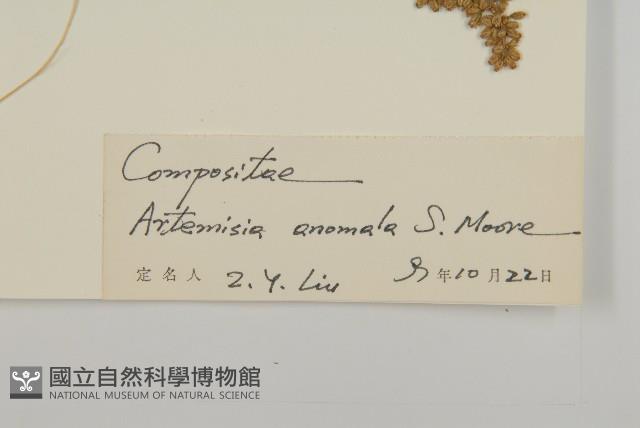 珍珠蒿、奇蒿藏品圖，第3張